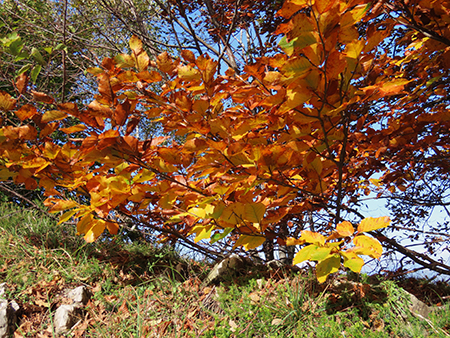 Alla Madonnina del Costone (1195 m) in veste autunnale da Salmezza-21ott24 - FOTOGALLERY